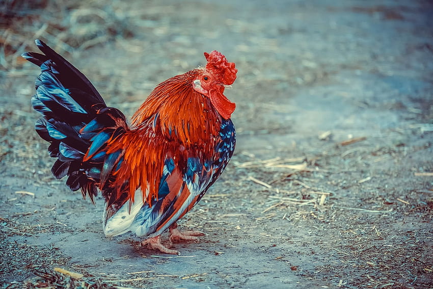 Rooster and background. Other HD wallpaper