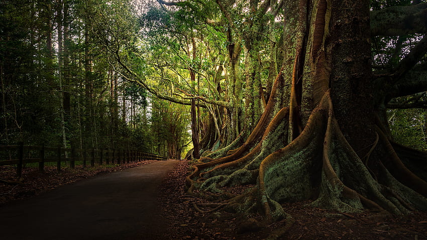 Forest Path, raízes, luz solar, floresta, caminho papel de parede HD