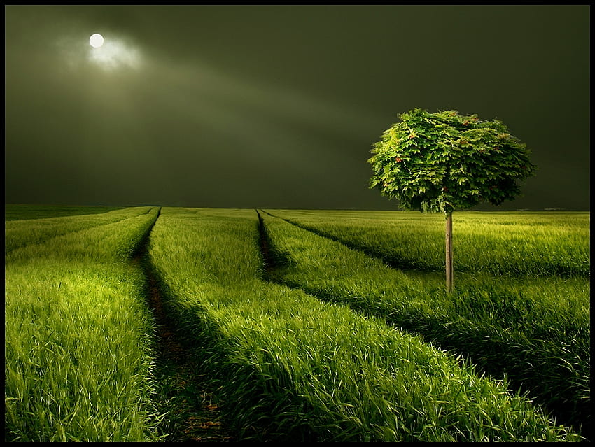 Moonlight, night, sky, field, green HD wallpaper