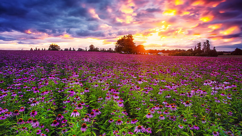 エキナセアの紫色の花は、白い雲の下のフィールドです 日の出の花の間に青い空 高画質の壁紙
