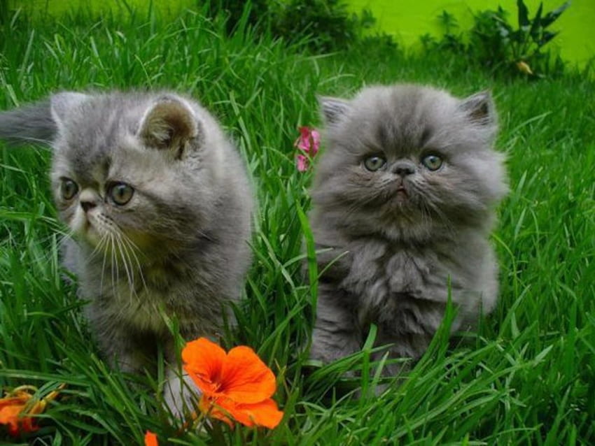 Two Cuties, animal, kitten, cat, flowers HD wallpaper