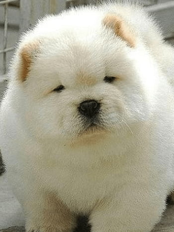 chow chow puppy white