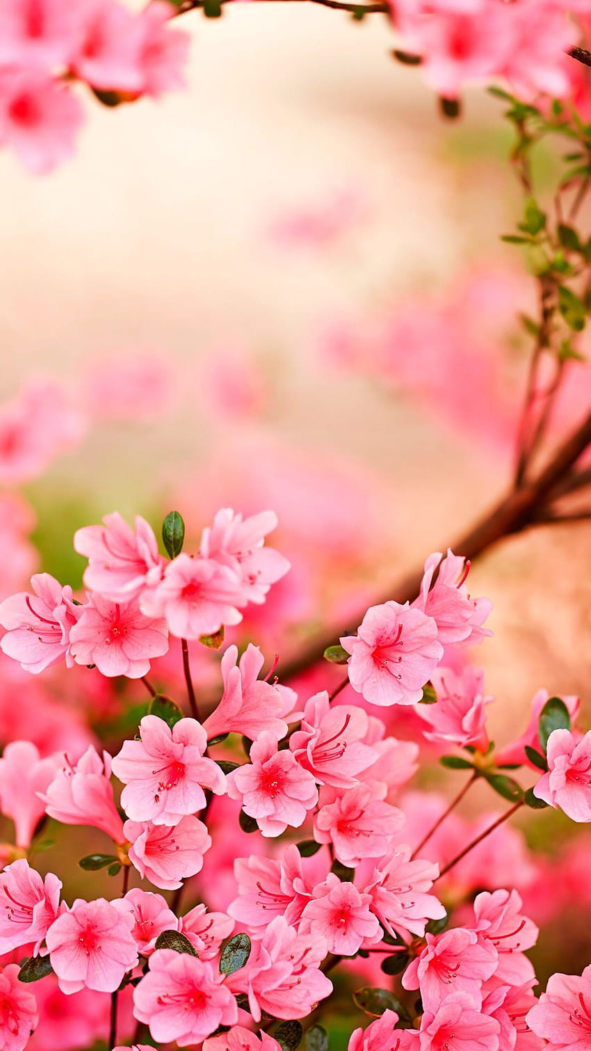 Makinzi Bossard on iphone. Spring flowers , Azalea flower, Flower, Magical Spring HD phone wallpaper