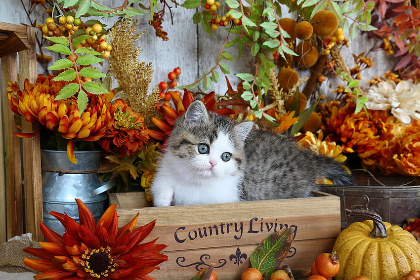 Country living, kitten, sweet, grey, kitty, cute, cat, country, fluffy, basket, flowers, adorable HD wallpaper
