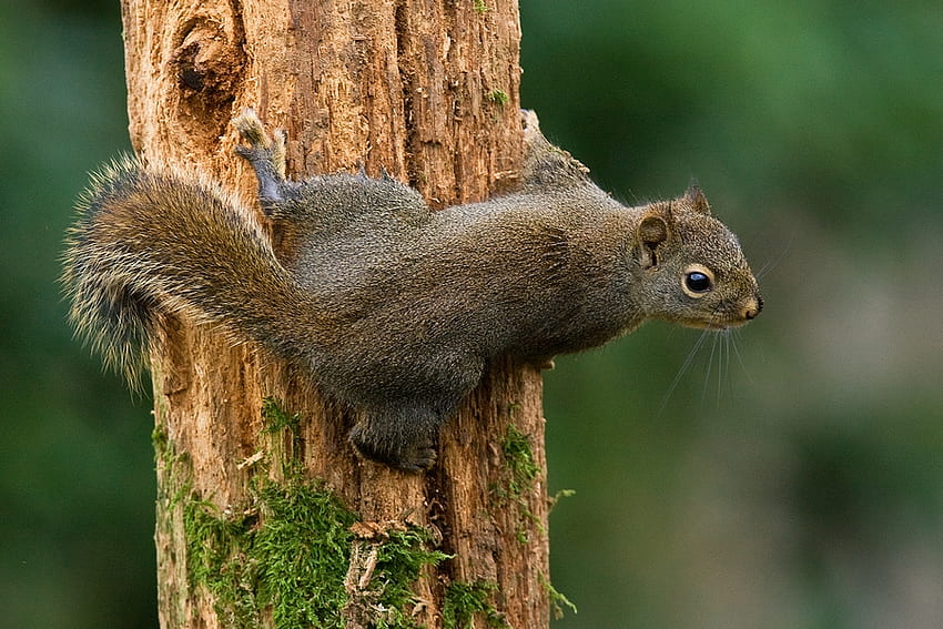 DOUGLAS SQUIRREL, brown, wildlife, cute, rodent, squirrel, tree HD wallpaper