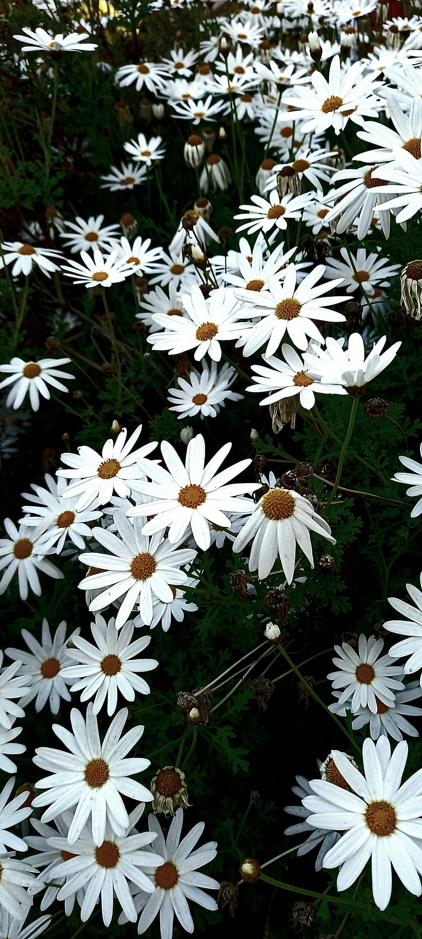 Kelopak ganda, bunga, flores, kelopak, putih, flor, tumblr wallpaper ponsel HD