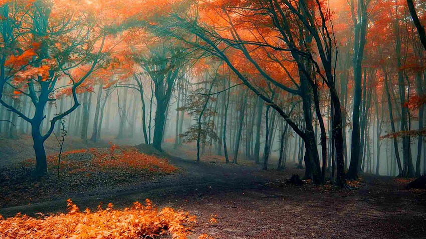 秋の森、葉、秋、オレンジ、森、絵画 高画質の壁紙