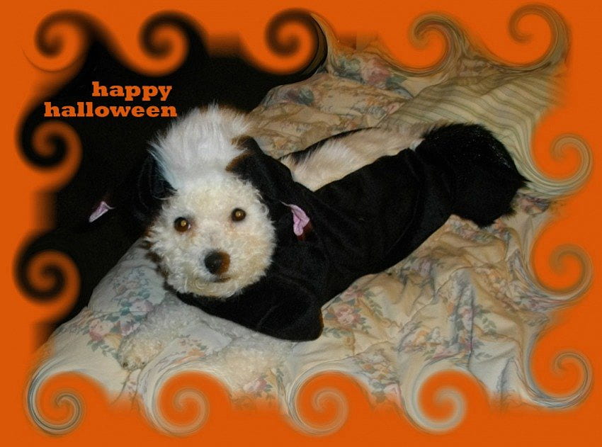HAPPY HALLOWEEN, notte, Halloween, cani, occhi, carino, dolcetto o scherzetto, spaventoso, arancione Sfondo HD