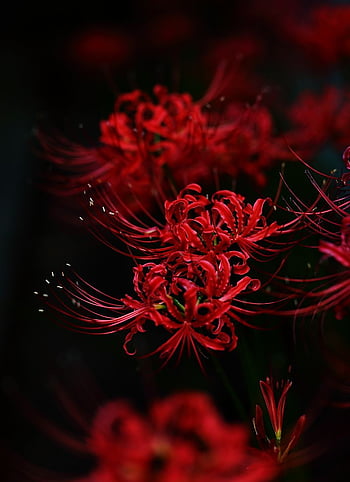 Red spider lily anime aesthetic HD wallpapers | Pxfuel