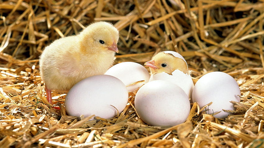Animals, Eggs, Hatch, Shell, Chick, Chicken, Hay HD wallpaper