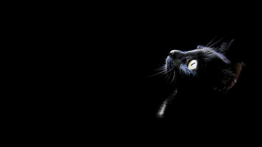 GORRA: Gato Negro fondo de pantalla