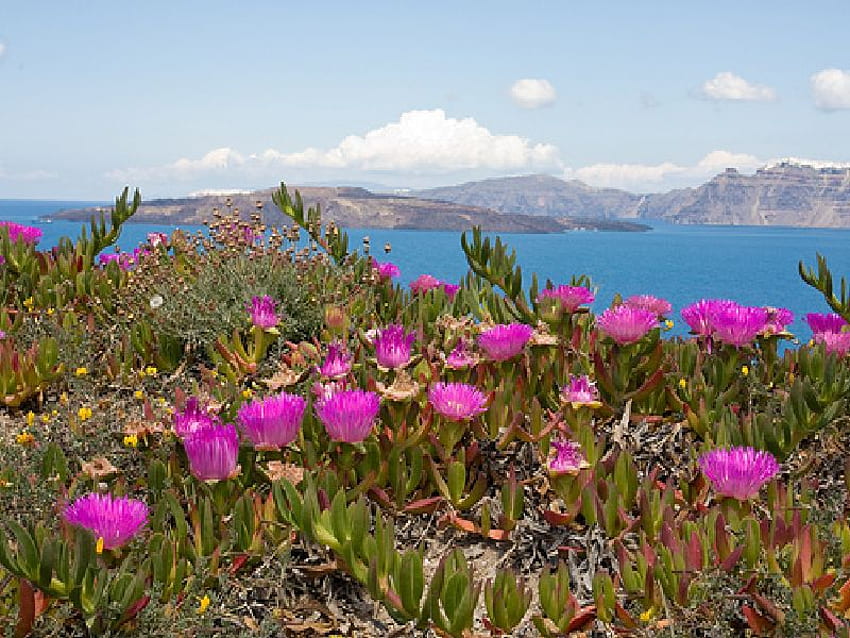 칼데라 산토리니, 바다, 섬, 칼데라, 꽃, 산토리니 HD 월페이퍼