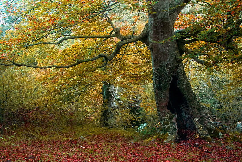 Горски гигант, оранжево червено, жълто, есенни цветове, клони, листа на земята, есен, гора, дърво HD тапет