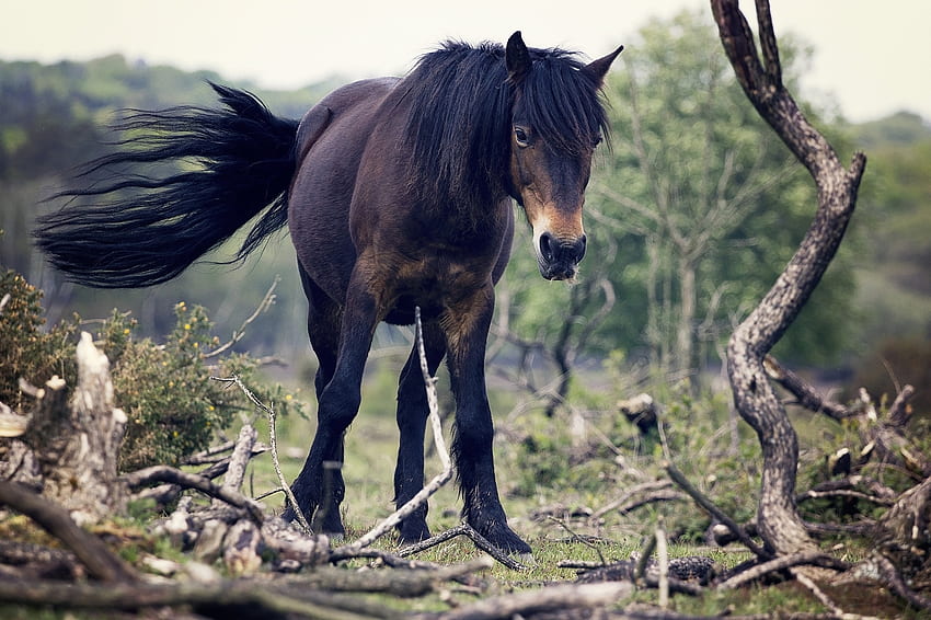 Animals, Trees, Horse, Tail, Wind HD wallpaper
