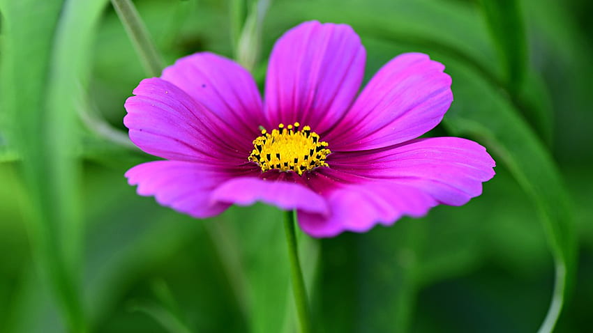 Cosmo, Sommer, Rosa, Blume, Garten, Blumen, Blüte, Frühling, Firefox-Design HD-Hintergrundbild