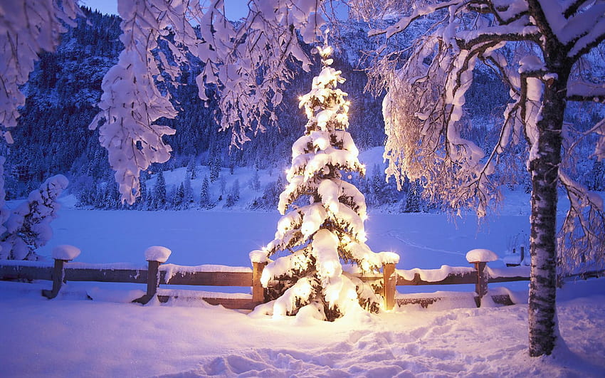 冬の風景。 シーン冬、雪のため、シーン。 クリスマス ツリー、クリスマスの風景、雪のクリスマス ツリー、クリスマス ライト雪 高画質の壁紙