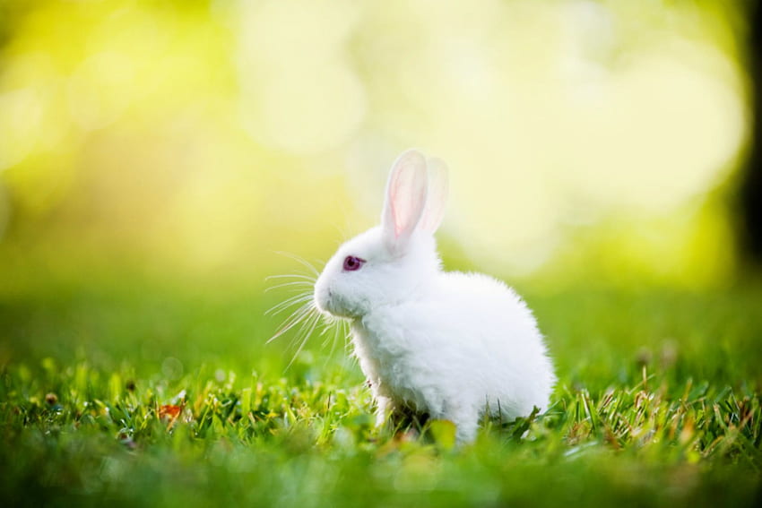 De conejito bebé, conejo fresco fondo de pantalla | Pxfuel