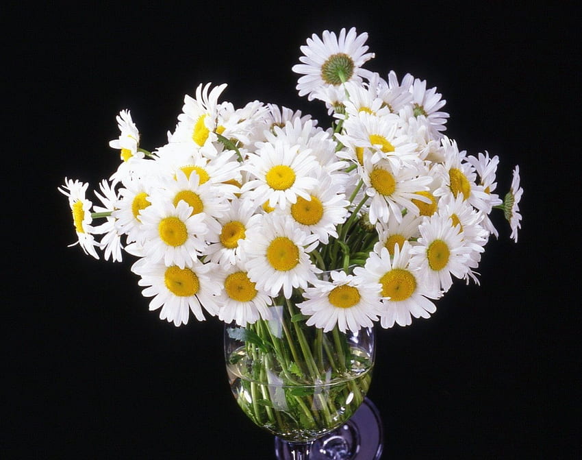 Margaridas, ensolarado, branco, buquê, margarida, brilhante, fofo, flores papel de parede HD