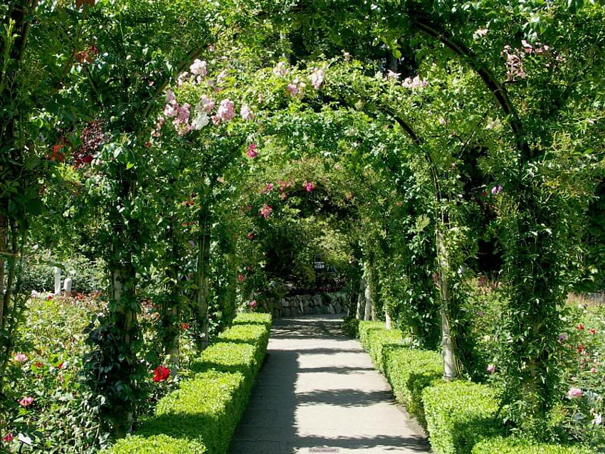 Rose Garden Bower, листа, цветя, тротоар, храсти HD тапет