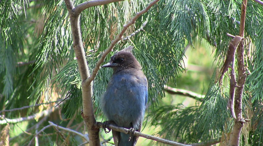 Stellar's Jay in a Pine Tree, Tiere, Bäume, Natur, Kiefer, Eichelhäher, Vögel, blau HD-Hintergrundbild