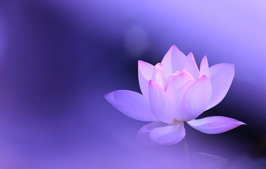 flower, background, lilac, pink, Lotus HD wallpaper