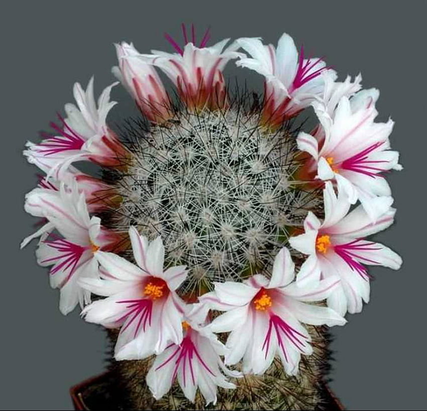 cactus, white, macro, flower HD wallpaper