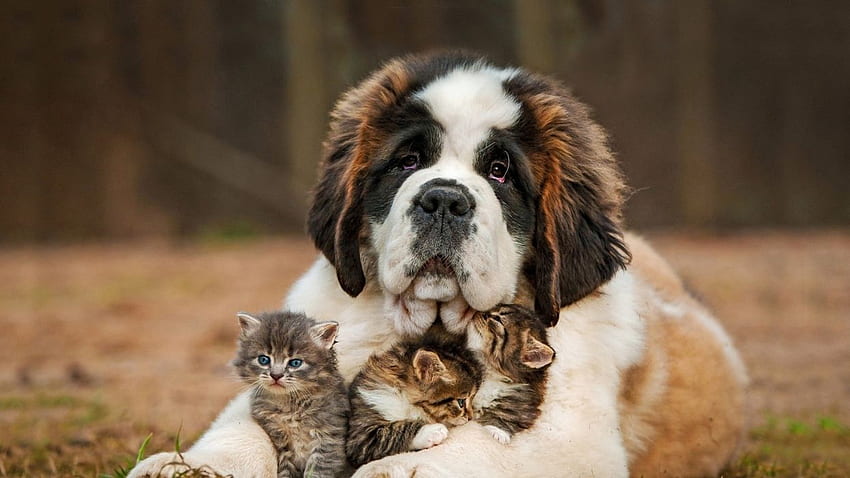 Cute baby cat and big dog nice animal . HD wallpaper | Pxfuel