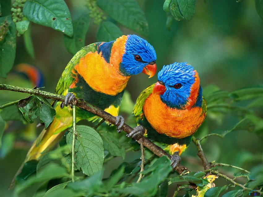 Fantastici animali: bellissimi uccelli colorati Nuovo fresco, pappagalli carini Sfondo HD