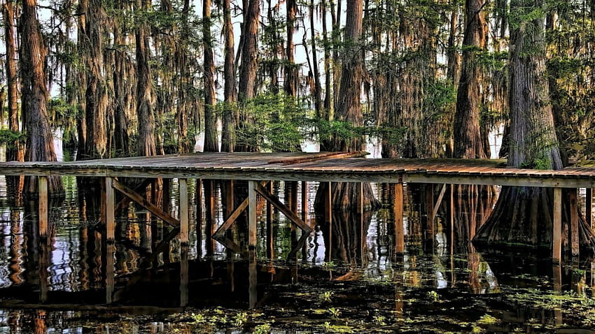 dock reflections in the bayou, bayou, trees, swamp, dock, reflections HD wallpaper
