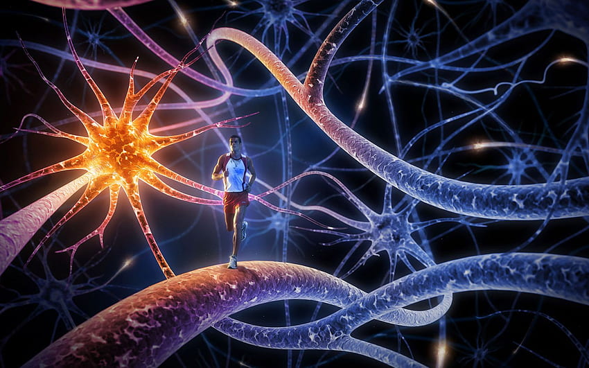 Idéias sobre mPowered. Como fortalecer seu sistema imunológico, Suplementos para a saúde do cérebro, Nervo vago, Neurológico papel de parede HD