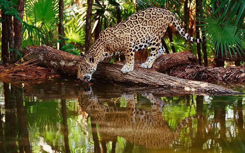 Jaguar sediento, río, reflejo, jaguar, animales, gatos, bosques fondo de pantalla