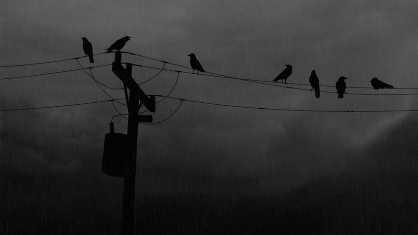 Crows, black, many, grey, sits HD wallpaper