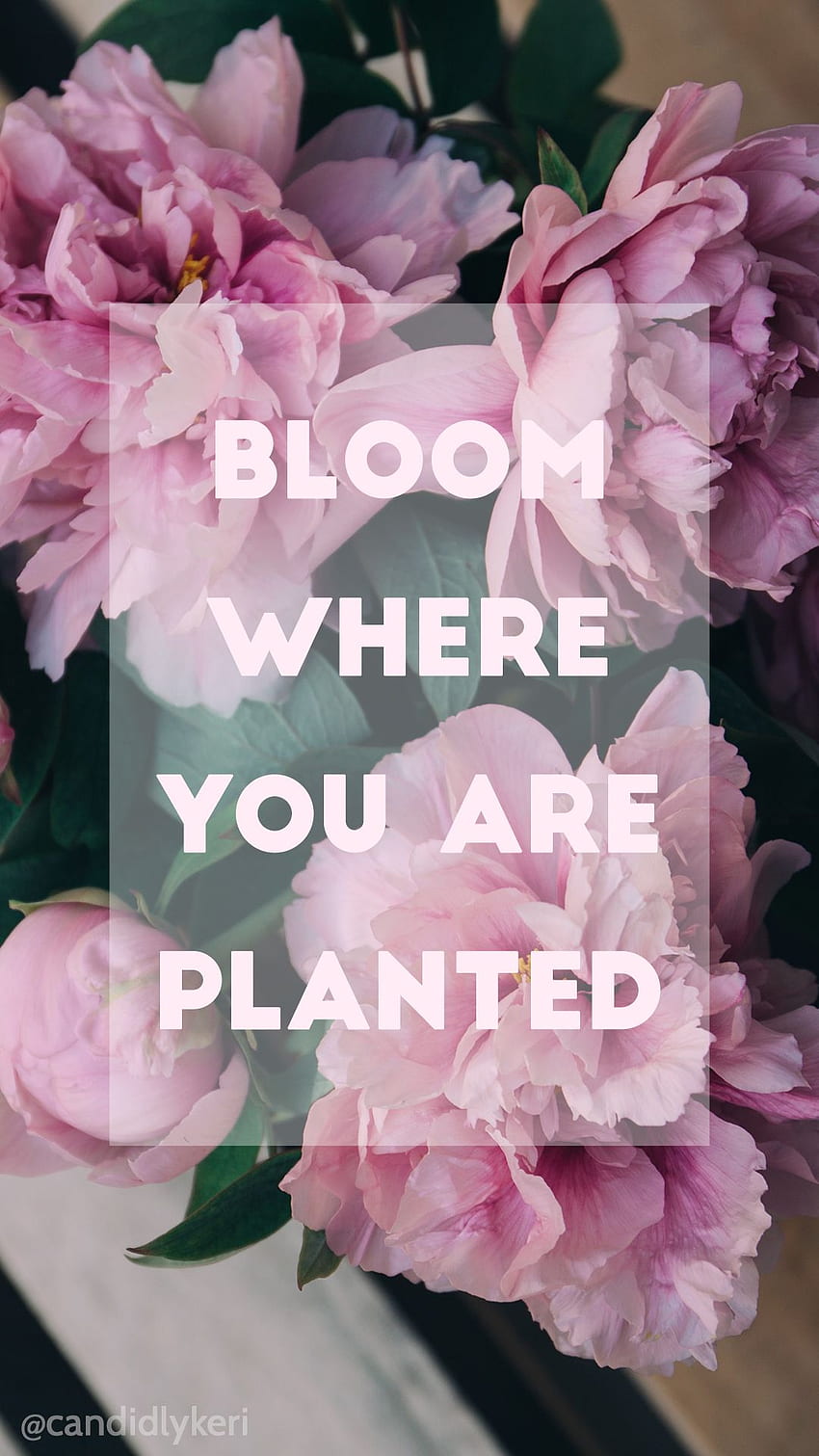 Bloom where you are planted pink flowers quote for HD phone wallpaper |  Pxfuel