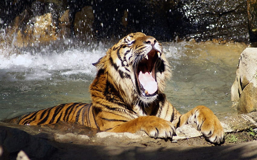tiger likes the water, cat, feline, tiger, water HD wallpaper