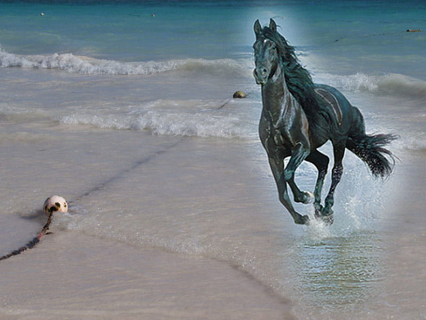 Черна красавица, море, кон, пясък, конско бягане, красота, черен жребец, плаж HD тапет