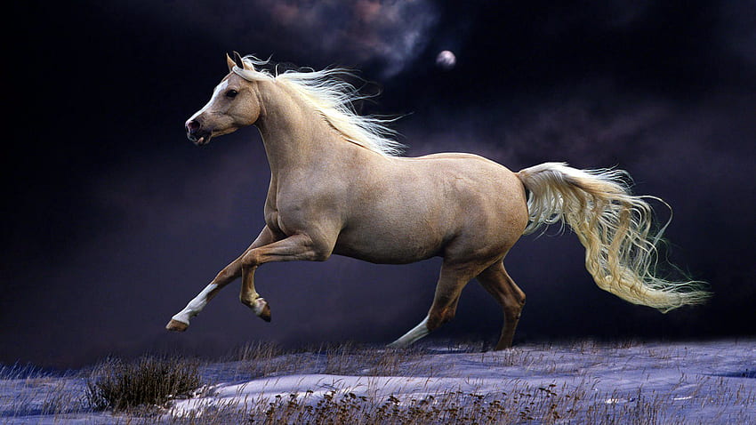 สัตว์ ท้องฟ้า กลางคืน สวยงาม แผงคอ ม้า วิ่ง วิ่ง วอลล์เปเปอร์ HD