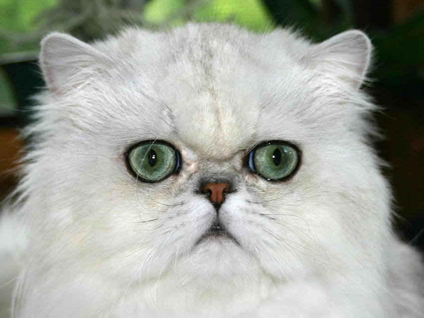 Occhi verdi gatto persiano, animale, gattino, carino, gatto, felino, occhio, persiano Sfondo HD