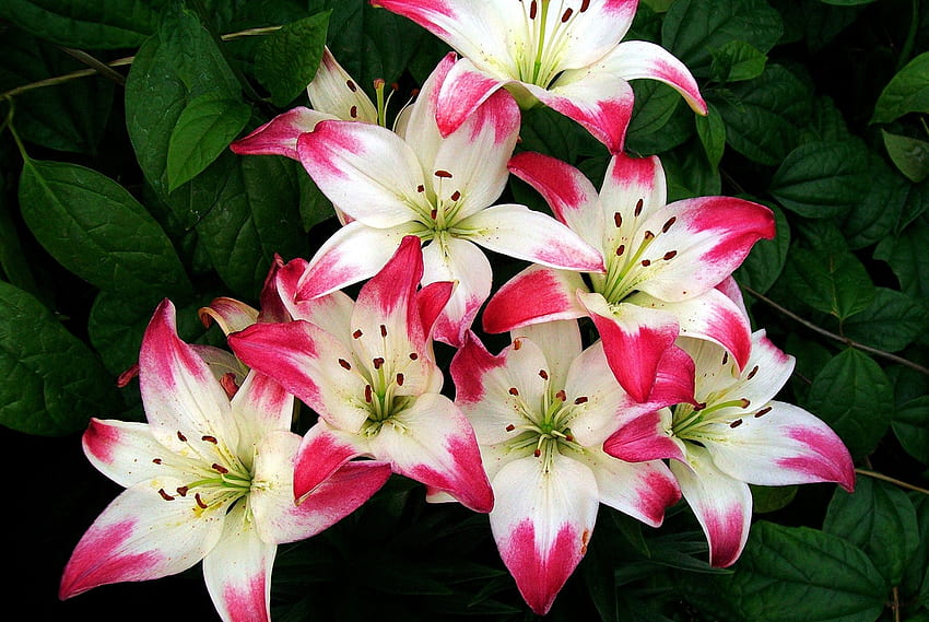 ลิลลี่ กลีบดอกไม้ ใบไม้ ธรรมชาติ สี วอลล์เปเปอร์ HD