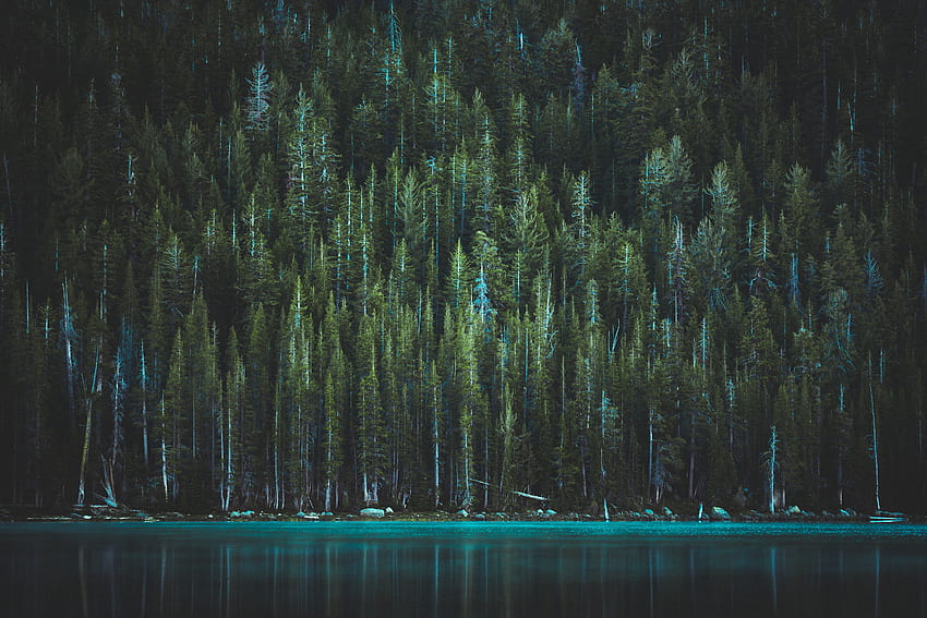 Nature, Trees, Usa, Lake, United States, Yosemite National Park, Tenaya, Thenaya HD wallpaper
