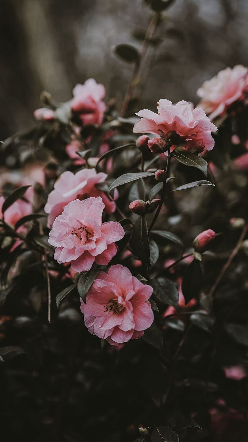 wilde Rose, Busch, Rosa, Blumen HD-Handy-Hintergrundbild