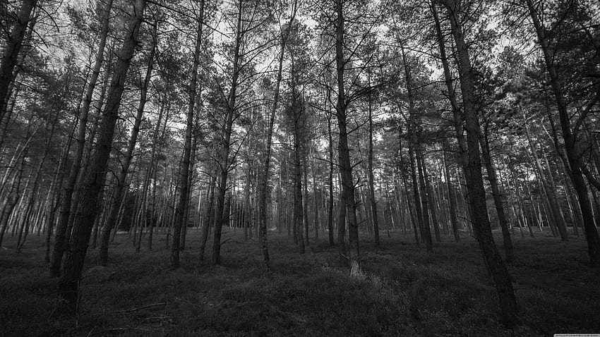 Gray dense forest HD wallpaper