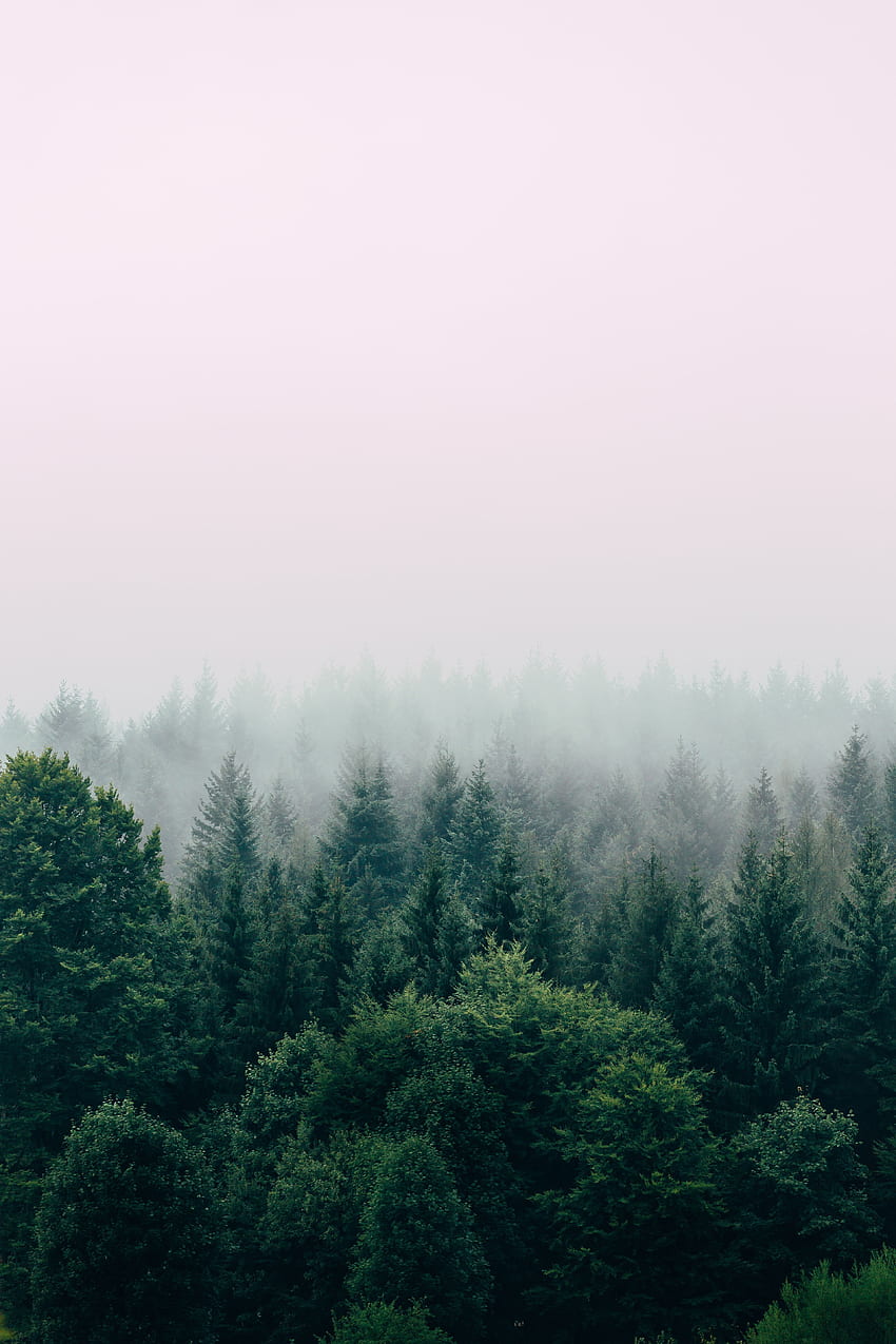Natura, alberi, cielo, vista dall'alto, foresta, nebbia Sfondo del telefono HD