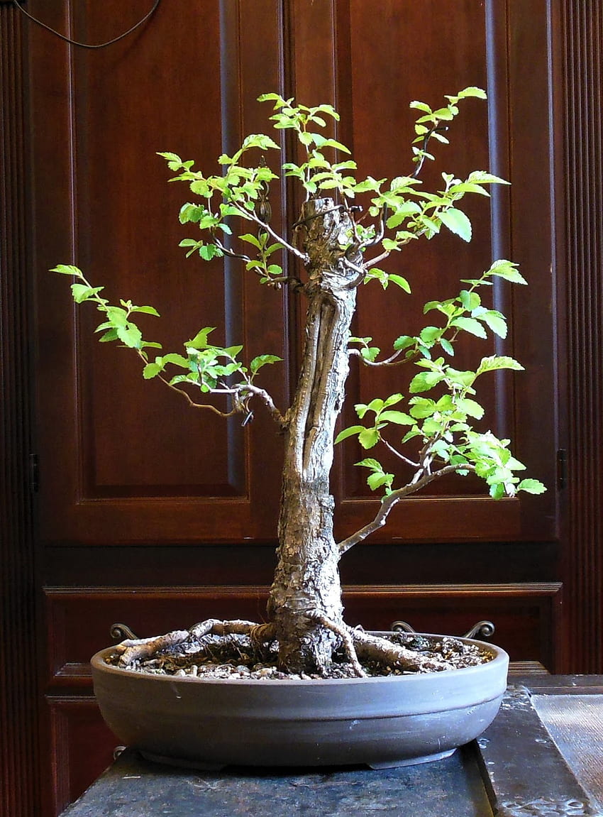 Bonsai Tree: Beautiful American Elm Bonsai, Maple Bonsai HD phone wallpaper