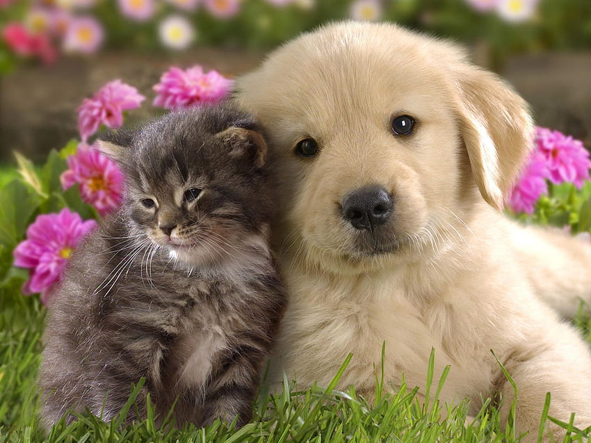 Cute Cat and Dog Friendship Nature [] for your , Mobile & Tablet. Explore Bing Cute Animal. Spring Baby Animals HD wallpaper