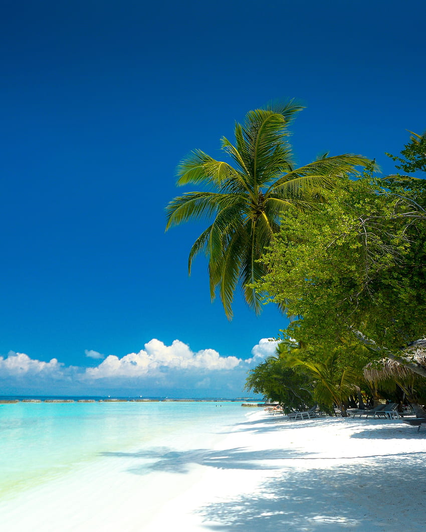 Natura, plaża, palmy, wybrzeże, ocean, tropiki, raj Tapeta na telefon HD