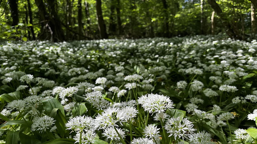 Wild Garlic Forest Carpet - Hampshire, Reino Unido, árvores, plantas, floresta, flores, Inglaterra papel de parede HD