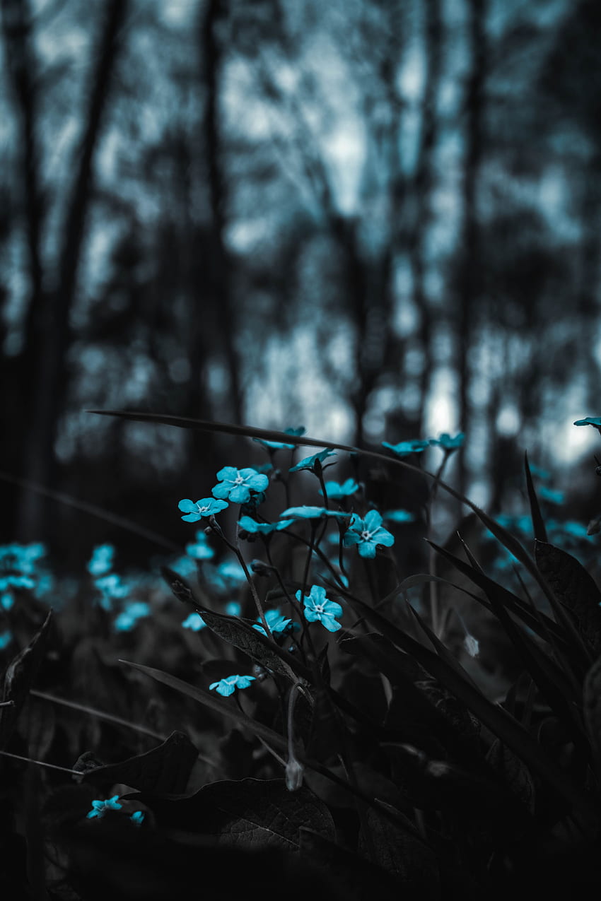Flowers, Blur, Smooth, Field HD phone wallpaper