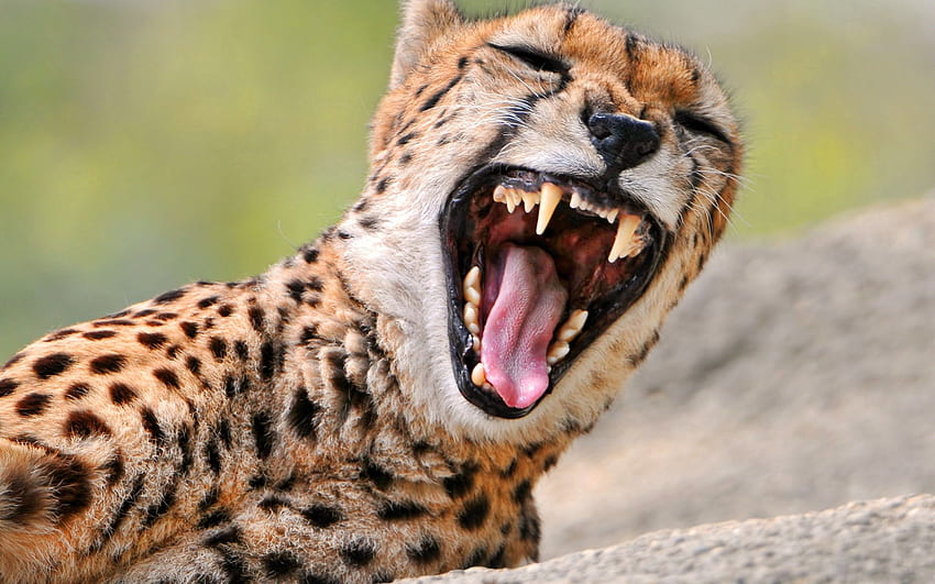 Animali, ghepardo, sorriso, predatore, rabbia Sfondo HD