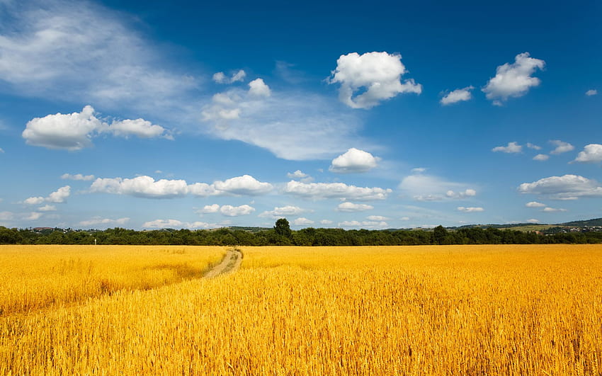 Wheat Field HD wallpaper