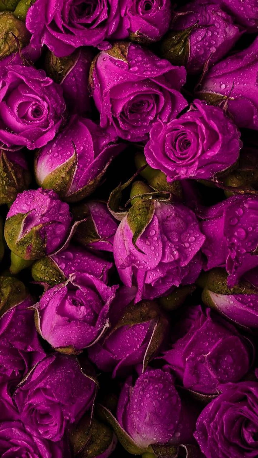 濃いピンクのバラ。 フラワーフォン、ピンクと紫の花 HD電話の壁紙